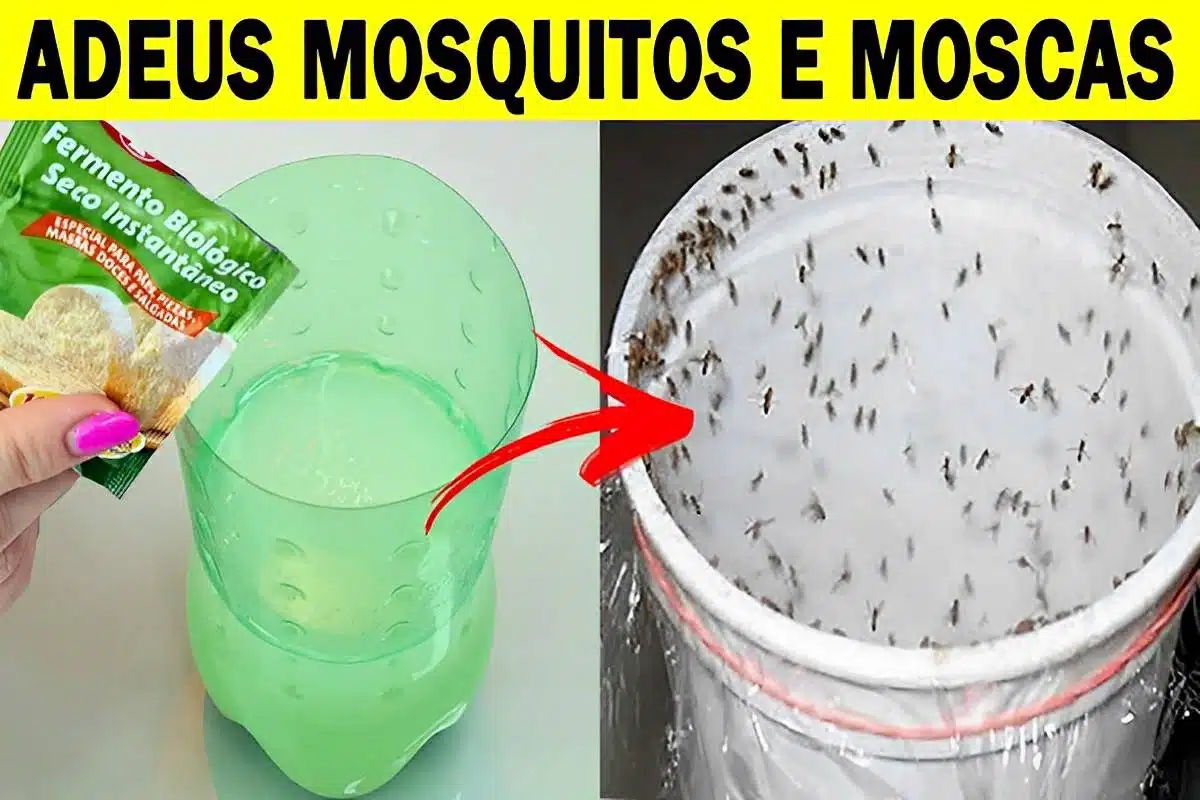 como acabar com moscas e mosquitos