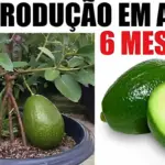 como plantar abacate em vaso na sua casa