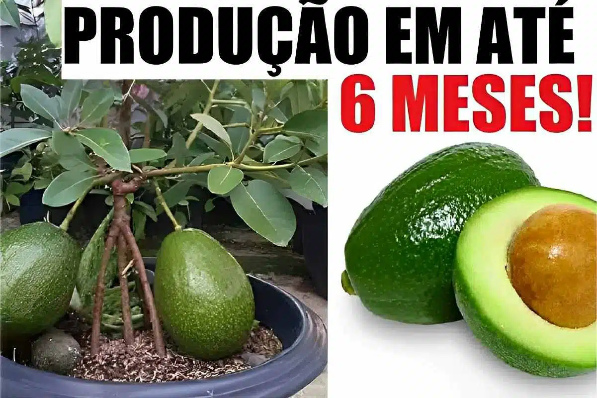 como plantar abacate em vaso na sua casa