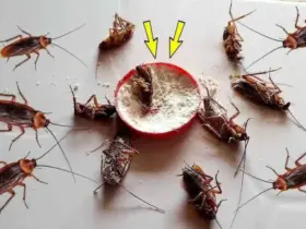 receitinha caseira para acabar com as baratas da casa.jpg