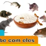 acabar com os ratos e formigas sem veneno