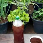 adubo caseiro com borra de café