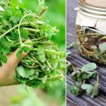 beldroega em conserva