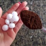 experimente colocar naftalina no pó de café
