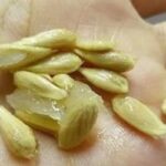 sementes de limao cura pela natureza