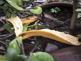 casca de banana para o jardim 930x620