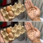 caixas de ovos!