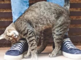 gatos