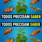repelente caseiro natural contra baratas