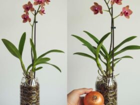 apenas 1 cebola! e a orquídea floresce o ano todo