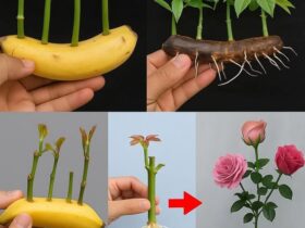 multiplique rosas com banana