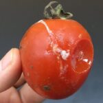 tomates estragados