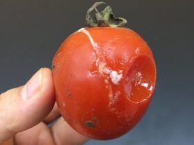 tomates estragados