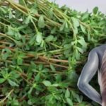 benefícios nutricionais da hortaliça portulaca