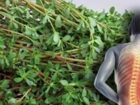 benefícios nutricionais da hortaliça portulaca