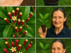 cultivar cravo da Índia