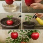 cultivar sua própria macieira