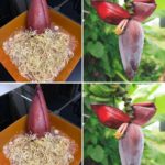 flor de bananeira