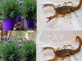 plantas que mantêm aranhas, formigas, moscas